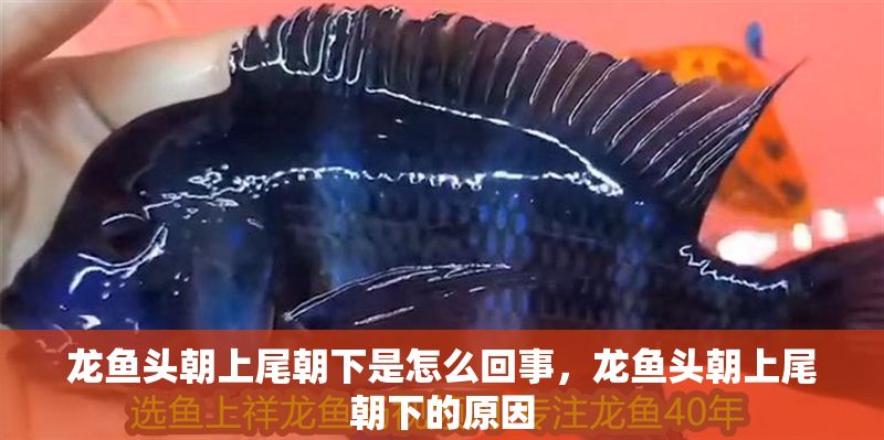 龍魚頭朝上尾朝下是怎么回事，龍魚頭朝上尾朝下的原因