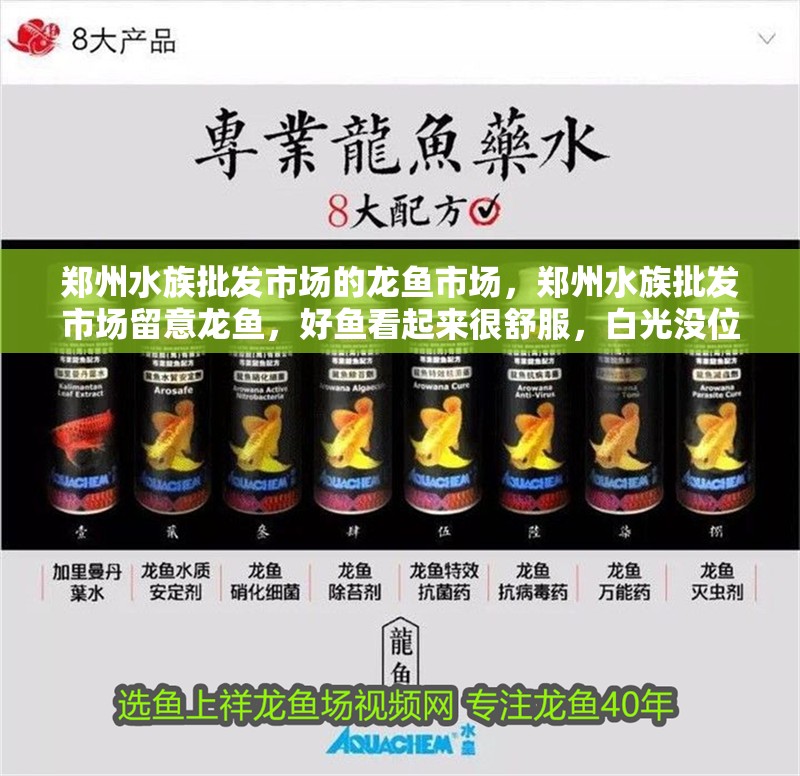 鄭州水族批發(fā)市場(chǎng)的龍魚(yú)市場(chǎng)，鄭州水族批發(fā)市場(chǎng)留意龍魚(yú)，好魚(yú)看起來(lái)很舒服，白光沒(méi)位置信息