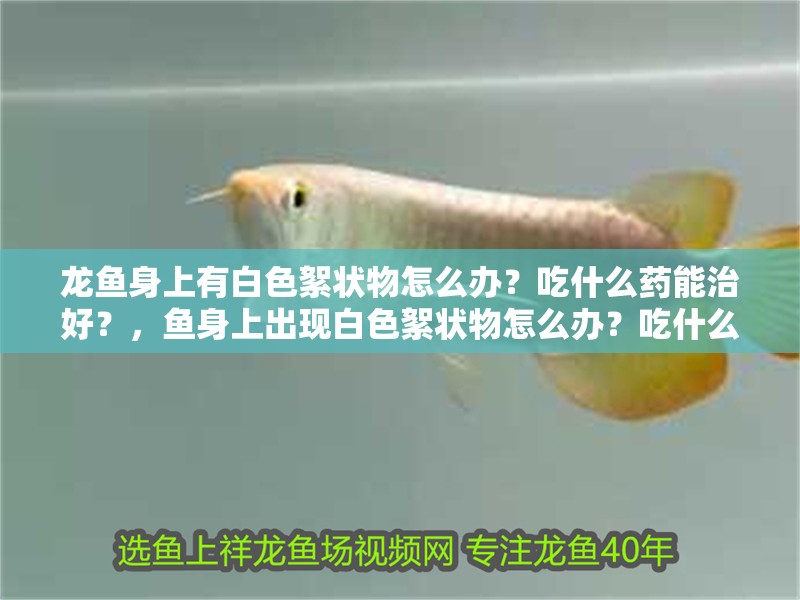 龍魚身上有白色絮狀物怎么辦？吃什么藥能治好？，魚身上出現白色絮狀物怎么辦？吃什么藥能治好？