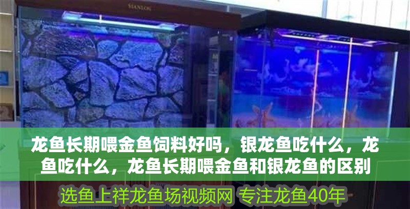 龍魚長期喂金魚飼料好嗎，銀龍魚吃什么，龍魚吃什么，龍魚長期喂金魚和銀龍魚的區(qū)別