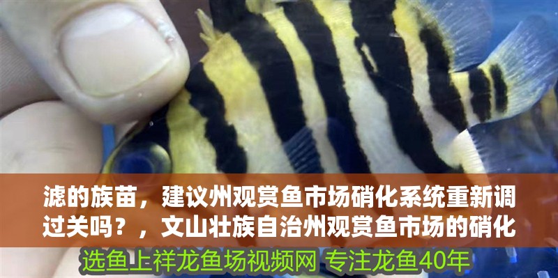 濾的族苗，建議州觀賞魚市場硝化系統重新調過關嗎？，文山壯族自治州觀賞魚市場的硝化系統擺放有什么問題