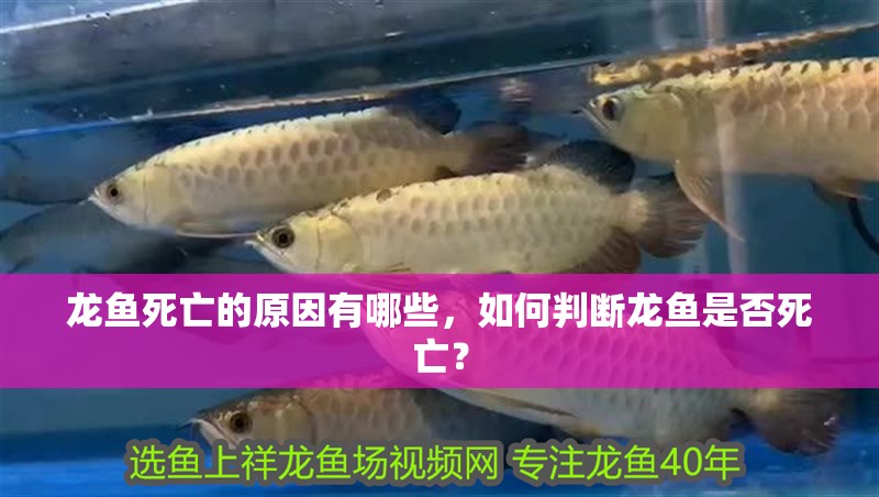 龍魚死亡的原因有哪些，如何判斷龍魚是否死亡？