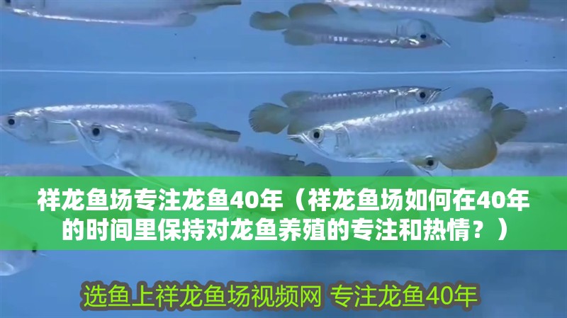 祥龍魚場專注龍魚40年（祥龍魚場如何在40年的時間里保持對龍魚養殖的專注和熱情？）