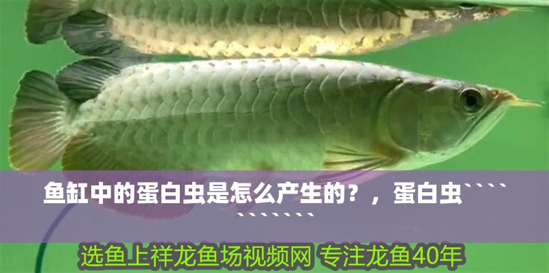 魚缸中的蛋白蟲是怎么產生的？，蛋白蟲```````````