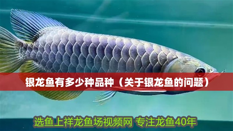 銀龍魚有多少種品種（關于銀龍魚的問題）