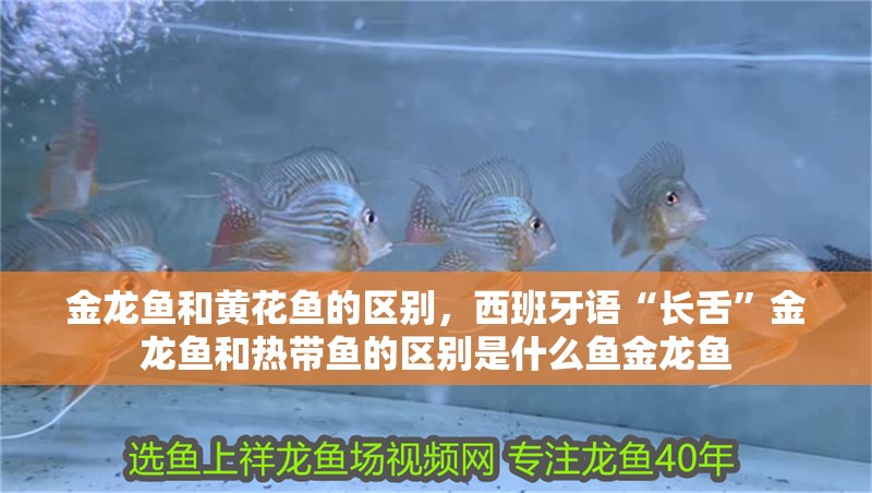 金龍魚和黃花魚的區別，西班牙語“長舌”金龍魚和熱帶魚的區別是什么魚金龍魚