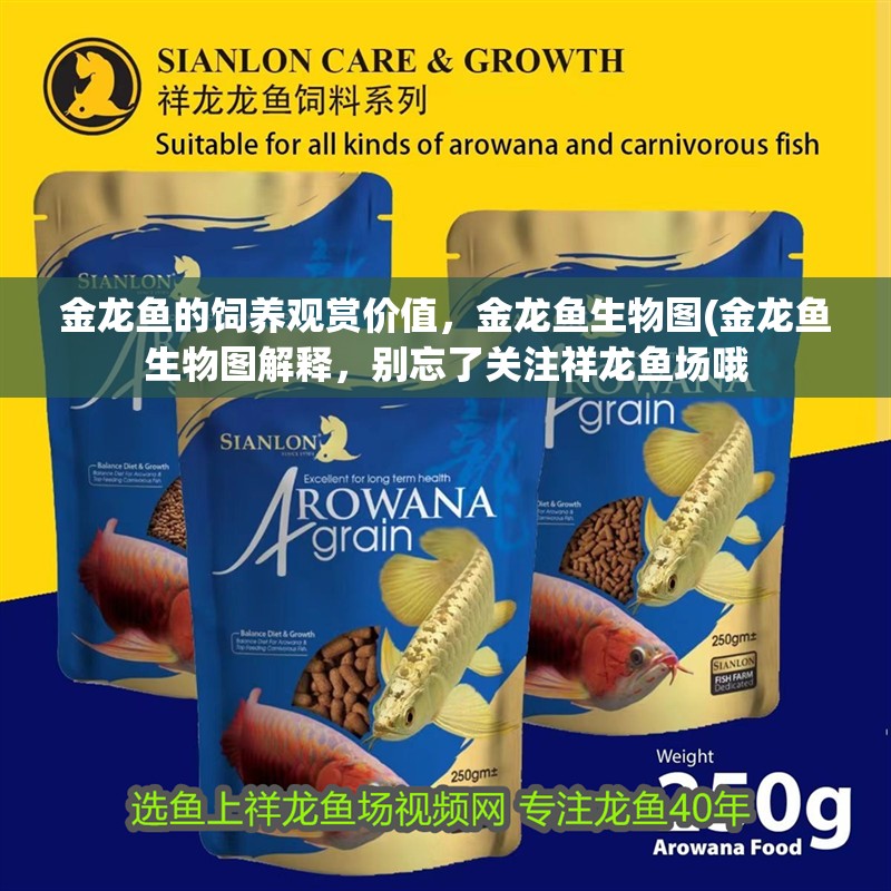 金龍魚的飼養(yǎng)觀賞價值，金龍魚生物圖(金龍魚生物圖解釋，別忘了關注祥龍魚場哦