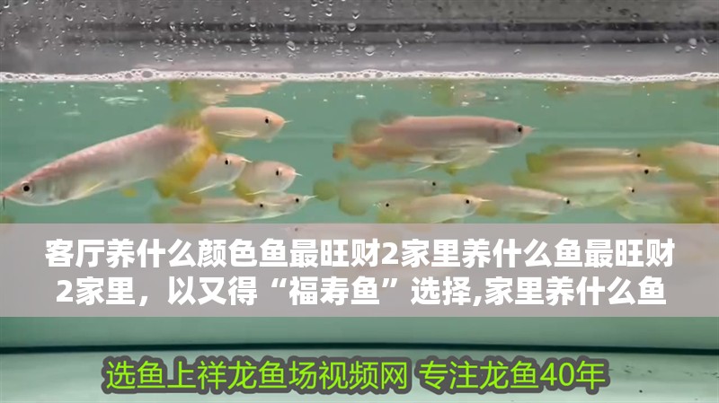 客廳養(yǎng)什么顏色魚最旺財2家里養(yǎng)什么魚最旺財2家里，以又得“福壽魚”選擇,家里養(yǎng)什么魚類最旺財