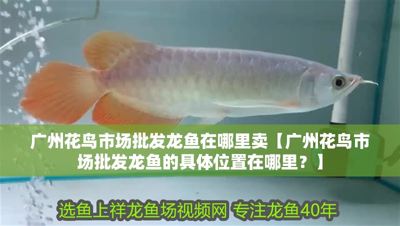 廣州花鳥市場批發龍魚在哪里賣【廣州花鳥市場批發龍魚的具體位置在哪里？】