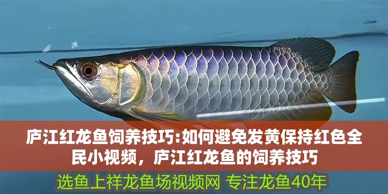 廬江紅龍魚飼養技巧:如何避免發黃保持紅色全民小視頻，廬江紅龍魚的飼養技巧