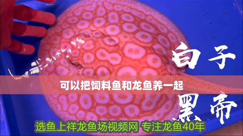 可以把飼料魚和龍魚養一起