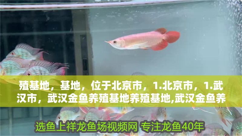 殖基地，基地，位于北京市，1.北京市，1.武漢市，武漢金魚養殖基地養殖基地,武漢金魚養殖基地有哪些
