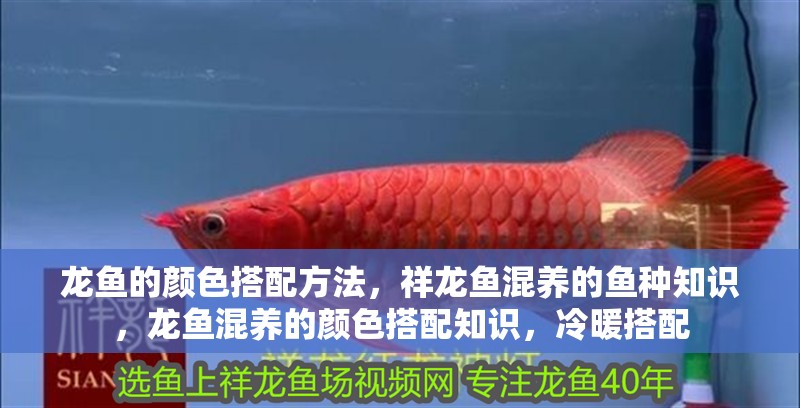 龍魚的顏色搭配方法，祥龍魚混養的魚種知識，龍魚混養的顏色搭配知識，冷暖搭配