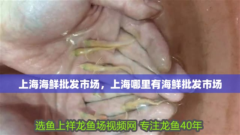 上海海鮮批發市場，上海哪里有海鮮批發市場