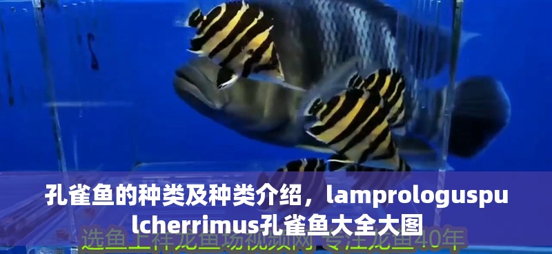 孔雀魚的種類及種類介紹，lamprologuspulcherrimus孔雀魚大全大圖