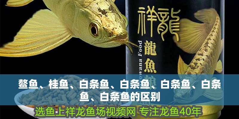 鰲魚、桂魚、白條魚、白條魚、白條魚、白條魚、白條魚的區別