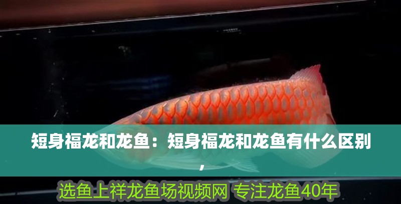 短身福龍和龍魚：短身福龍和龍魚有什么區別，