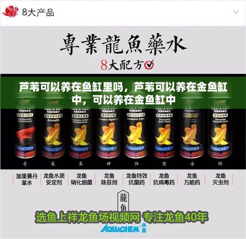 蘆葦可以養在魚缸里嗎，蘆葦可以養在金魚缸中，可以養在金魚缸中