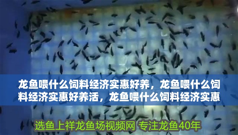 龍魚喂什么飼料經濟實惠好養，龍魚喂什么飼料經濟實惠好養活，龍魚喂什么飼料經濟實惠好養