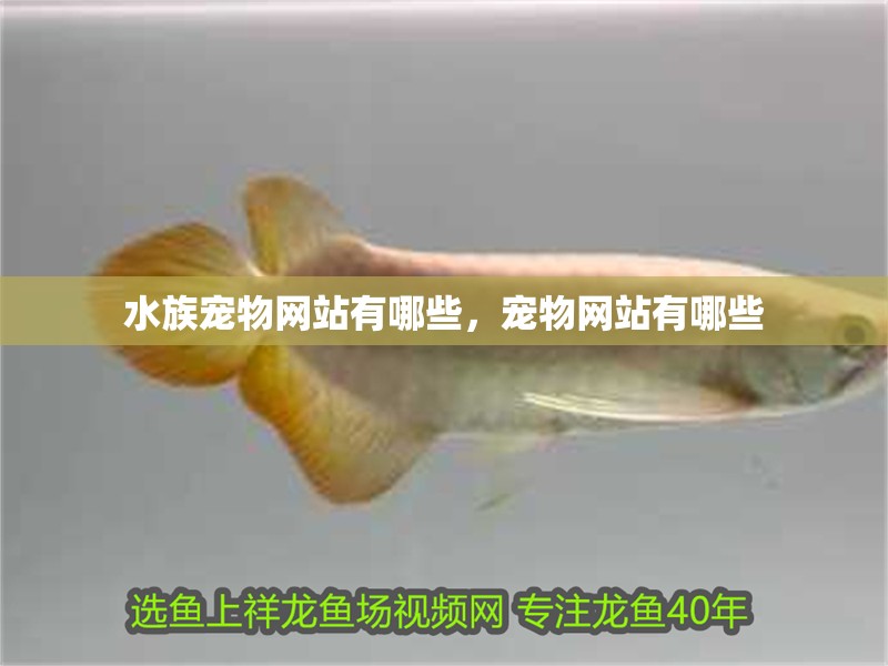 水族寵物網(wǎng)站有哪些，寵物網(wǎng)站有哪些