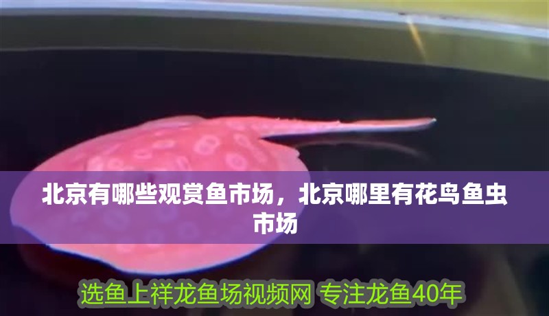 北京有哪些觀賞魚市場，北京哪里有花鳥魚蟲市場 北京有哪些觀賞魚市場，北京哪里有花鳥魚蟲市場 觀賞魚百科