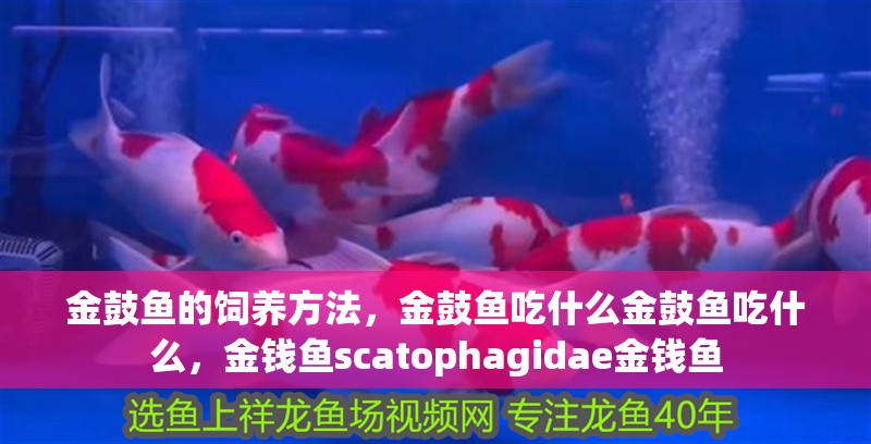 金鼓魚的飼養(yǎng)方法，金鼓魚吃什么金鼓魚吃什么，金錢魚scatophagidae金錢魚