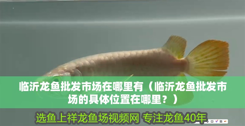 臨沂龍魚批發市場在哪里有（臨沂龍魚批發市場的具體位置在哪里？）