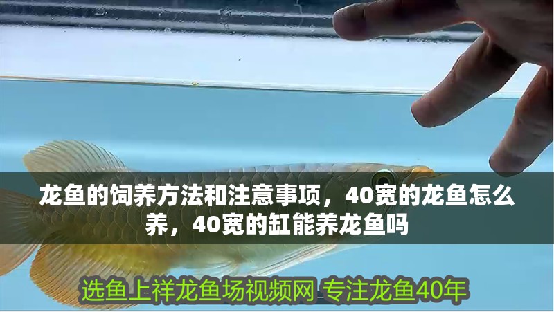 龍魚的飼養方法和注意事項，40寬的龍魚怎么養，40寬的缸能養龍魚嗎