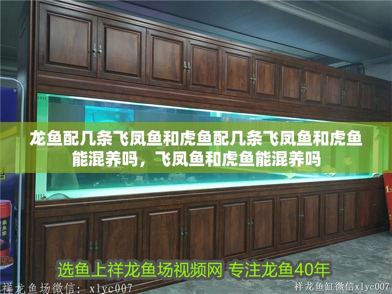 龍魚配幾條飛鳳魚和虎魚配幾條飛鳳魚和虎魚能混養嗎，飛鳳魚和虎魚能混養嗎