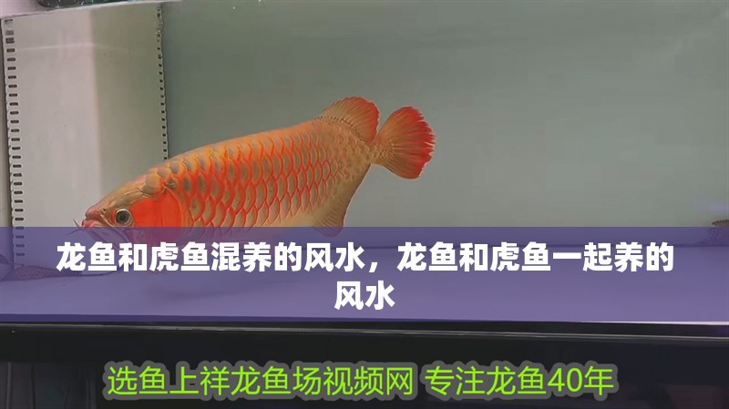 龍魚和虎魚混養(yǎng)的風(fēng)水，龍魚和虎魚一起養(yǎng)的風(fēng)水