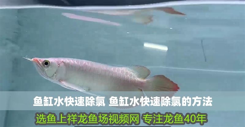 魚缸水快速除氯 魚缸水快速除氯的方法
