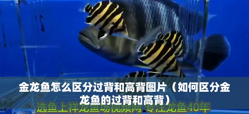 金龍魚怎么區(qū)分過背和高背圖片（如何區(qū)分金龍魚的過背和高背）