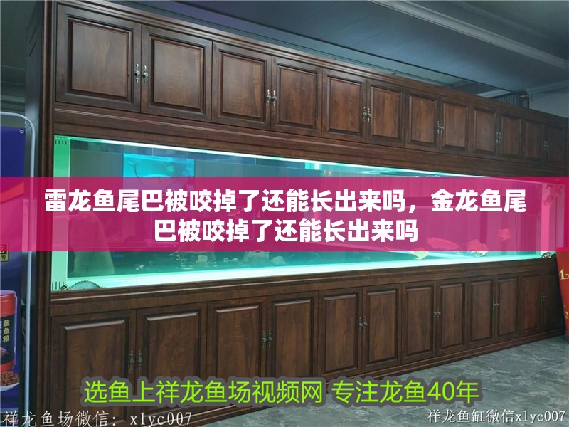 雷龍魚尾巴被咬掉了還能長(zhǎng)出來(lái)嗎，金龍魚尾巴被咬掉了還能長(zhǎng)出來(lái)嗎