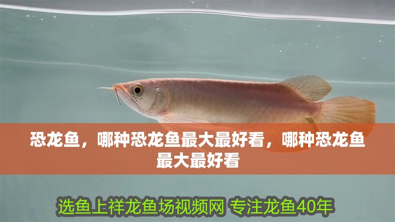 恐龍魚，哪種恐龍魚最大最好看，哪種恐龍魚最大最好看