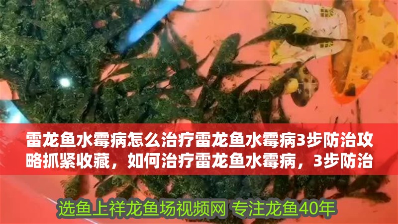 雷龍魚水霉病怎么治療雷龍魚水霉病3步防治攻略抓緊收藏，如何治療雷龍魚水霉病，3步防治攻略抓緊收藏
