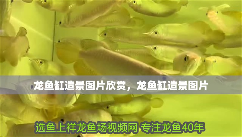 龍魚缸造景圖片欣賞，龍魚缸造景圖片