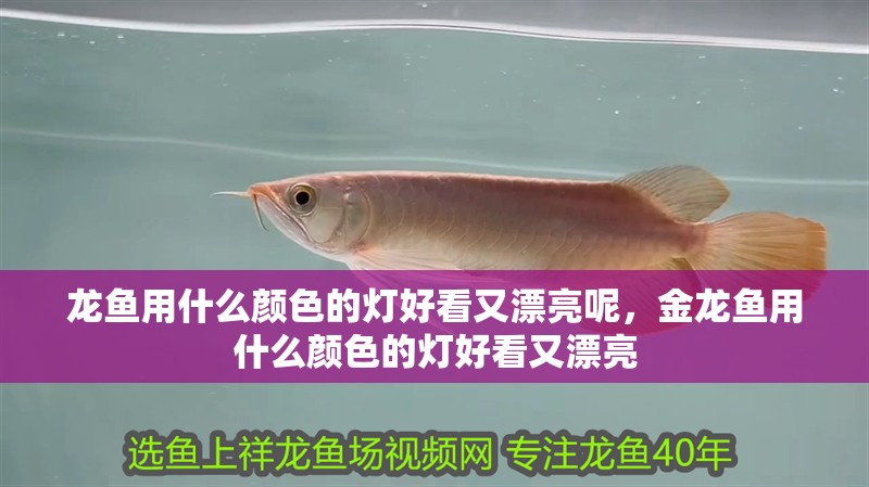 龍魚用什么顏色的燈好看又漂亮呢，金龍魚用什么顏色的燈好看又漂亮