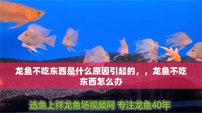 龍魚不吃東西是什么原因引起的,,龍魚不吃東西怎么辦 觀賞魚百科 第2張 龍魚不吃東西是什么原因引起的,,龍魚不吃東西怎么辦 龍魚不吃東西是什么原因引起的,,龍魚不吃東西怎么辦 觀賞魚百科 第2張
