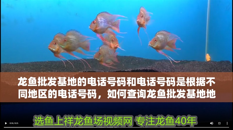 龍魚批發基地的電話號碼和電話號碼是根據不同地區的電話號碼，如何查詢龍魚批發基地地址和電話號碼