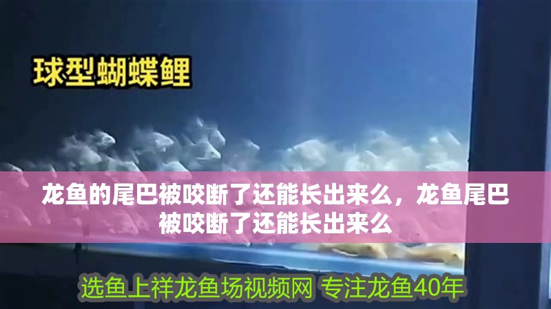 龍魚的尾巴被咬斷了還能長出來么，龍魚尾巴被咬斷了還能長出來么
