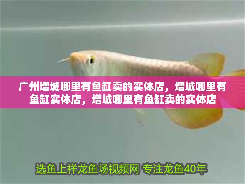 廣州增城哪里有魚缸賣的實體店，增城哪里有魚缸實體店，增城哪里有魚缸賣的實體店