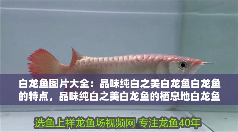 白龍魚圖片大全：品味純白之美白龍魚白龍魚的特點(diǎn)，品味純白之美白龍魚的棲息地白龍魚的繁殖白龍魚的特點(diǎn)