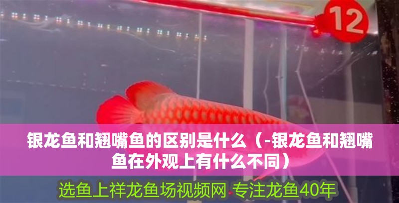 銀龍魚和翹嘴魚的區(qū)別是什么（-銀龍魚和翹嘴魚在外觀上有什么不同）