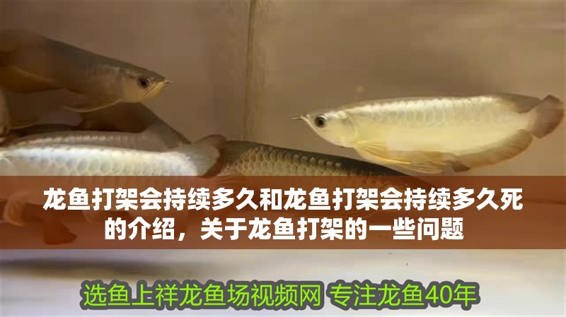 龍魚打架會持續多久和龍魚打架會持續多久死的介紹，關于龍魚打架的一些問題