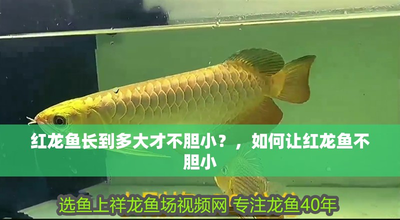 紅龍魚長到多大才不膽小？，如何讓紅龍魚不膽小