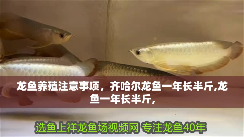 龍魚養殖注意事項，齊哈爾龍魚一年長半斤,龍魚一年長半斤,