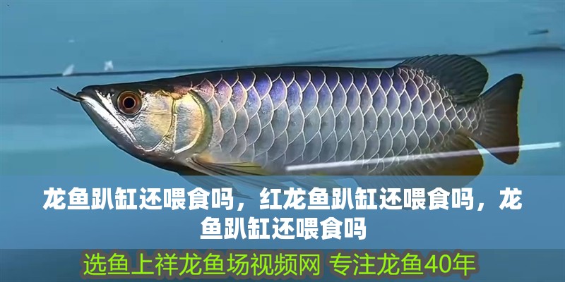 龍魚趴缸還喂食嗎，紅龍魚趴缸還喂食嗎，龍魚趴缸還喂食嗎