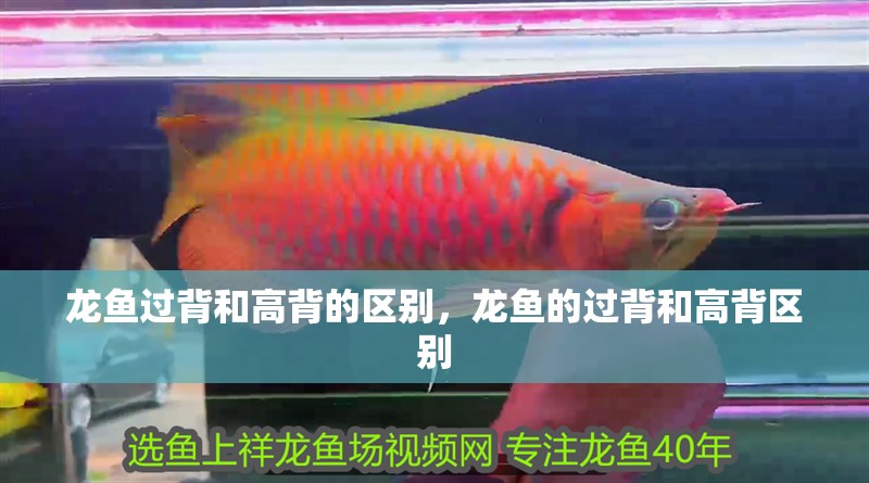 龍魚過背和高背的區(qū)別，龍魚的過背和高背區(qū)別