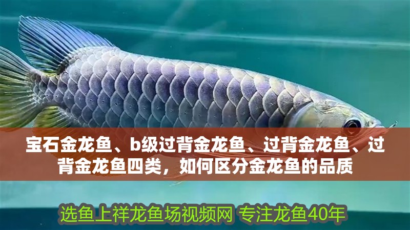寶石金龍魚、b級過背金龍魚、過背金龍魚、過背金龍魚四類，如何區分金龍魚的品質