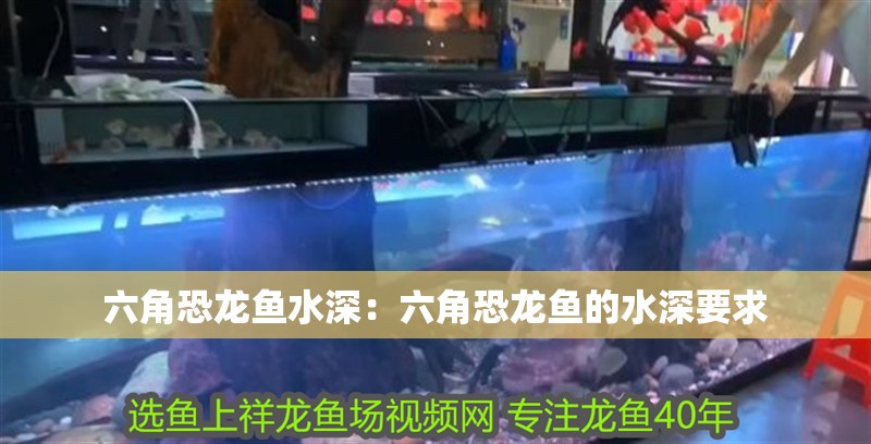 六角恐龍魚水深：六角恐龍魚的水深要求